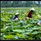 VIETNAM IMPRESSIONS 11 DAYS 10 NIGHTS from 627 USD/person only